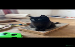 Domestic Shorthair cats for sale: Lola & Titch brother and sister  - Image 5