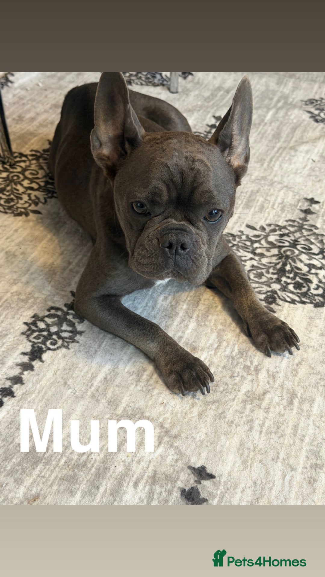 French Bulldog dogs FRENCH PUPPIES FOR SALE  - Advert 4