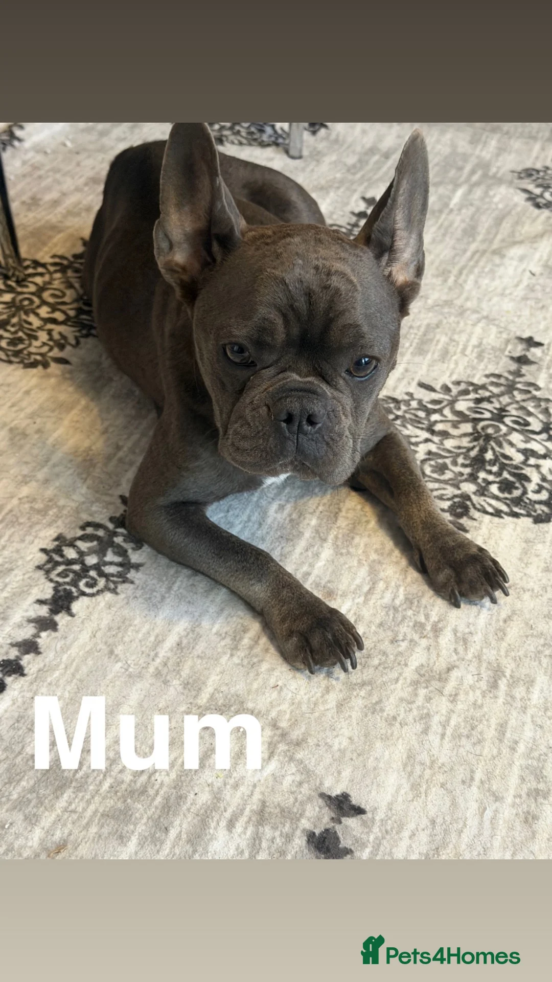 French Bulldog dogs for sale: FRENCH PUPPIES FOR SALE  in Leeds - Advert 1