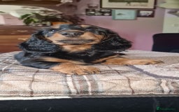 Dachshund dogs for sale: Long haired dachshund black and tan in Huddersfield - Image 15