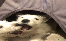 West Highland Terrier dogs for sale: Beautiful west highland puppies for sale - Image 24