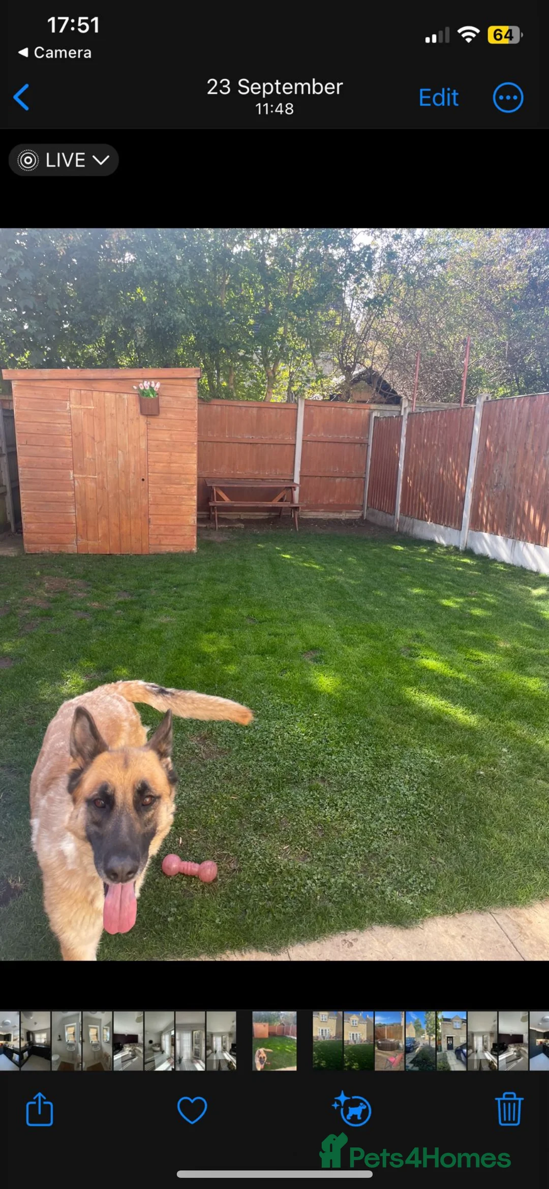 German Shepherd dogs for sale: Beautiful 4 Year Old German Shepherd  in Cheltenham - Advert 2