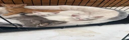 Mixed Breed cats for sale: Sweet kitten - Advert 11