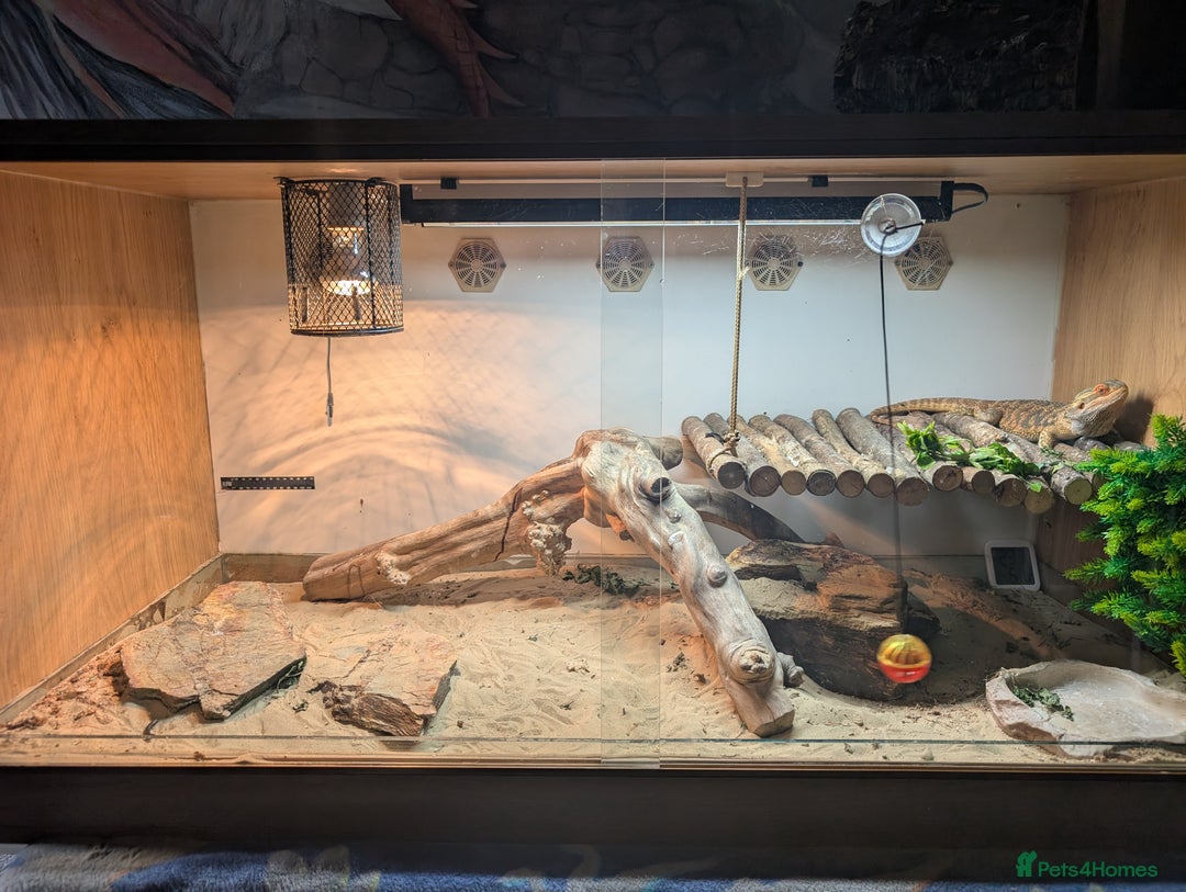 Bearded Dragon reptiles for sale: Bearded dragon and vivarium  - Image 3
