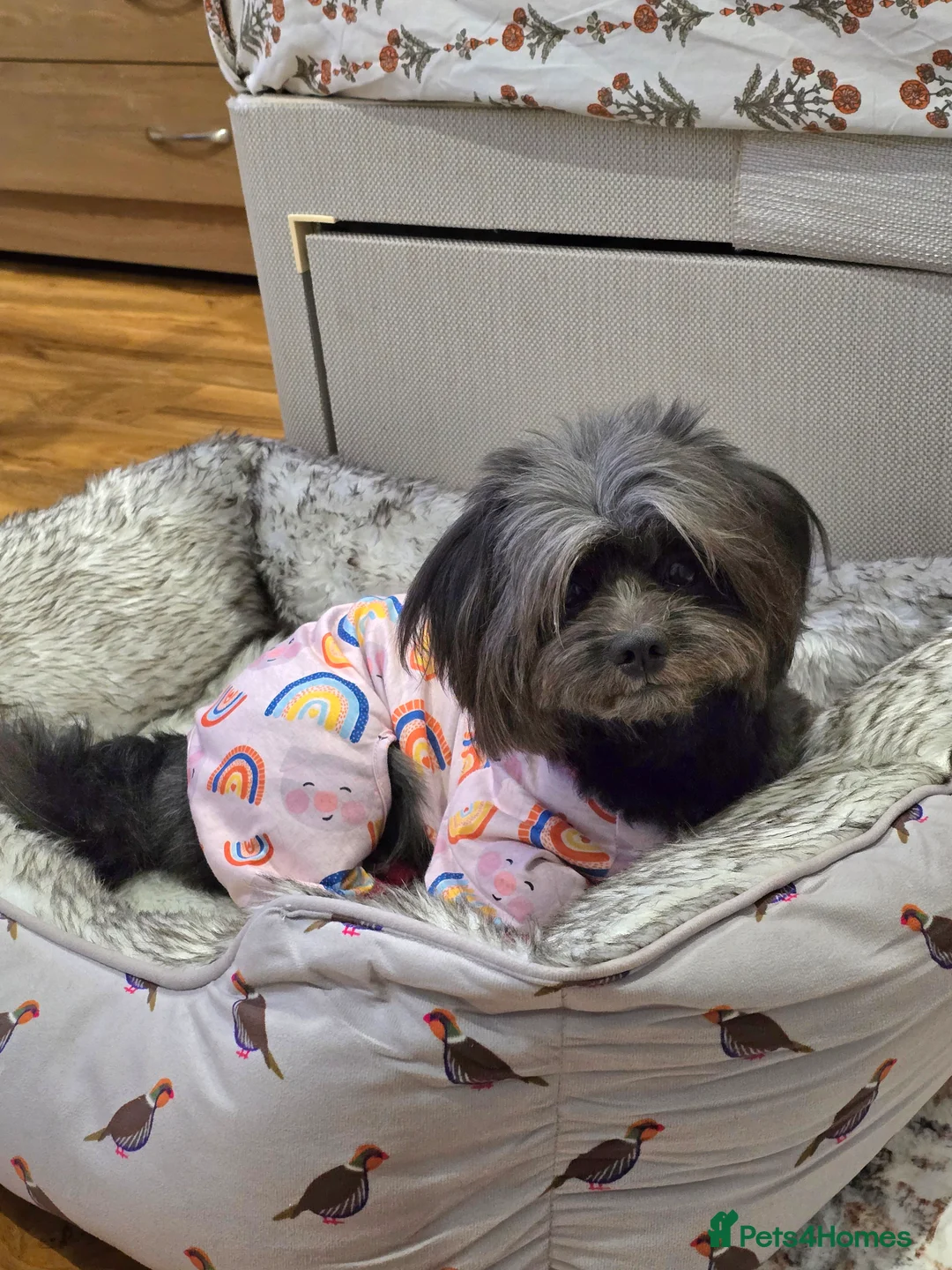 Lhasa Apso dogs for stud: Pure Lhasa Apso small sized Rare Black blue skin - Advert 6