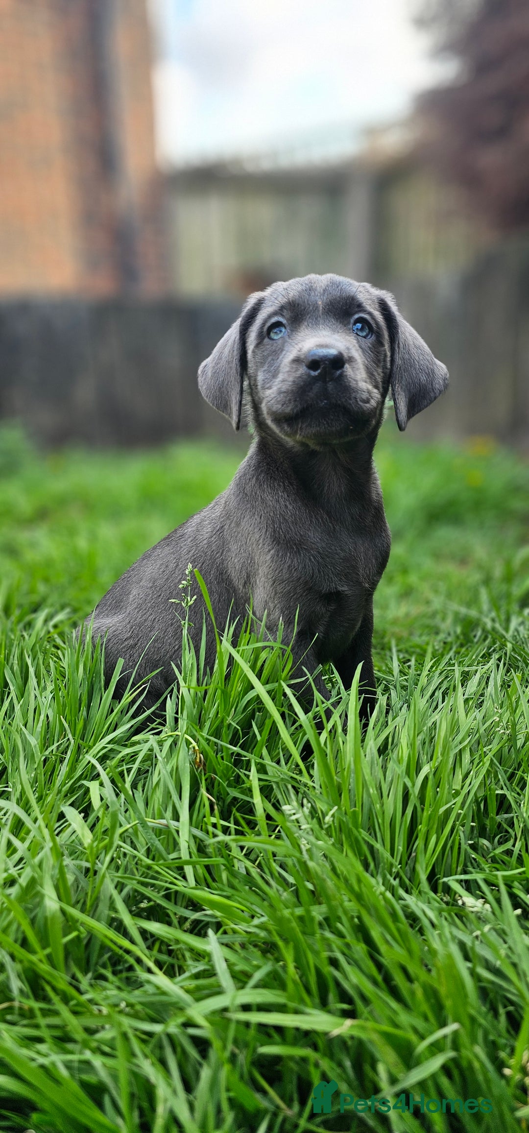 Labrador Retriever dogs for sale: LAST 2 KC HEALTH TESTED CHARCOAL LABS AVAILABLE  - Image 8