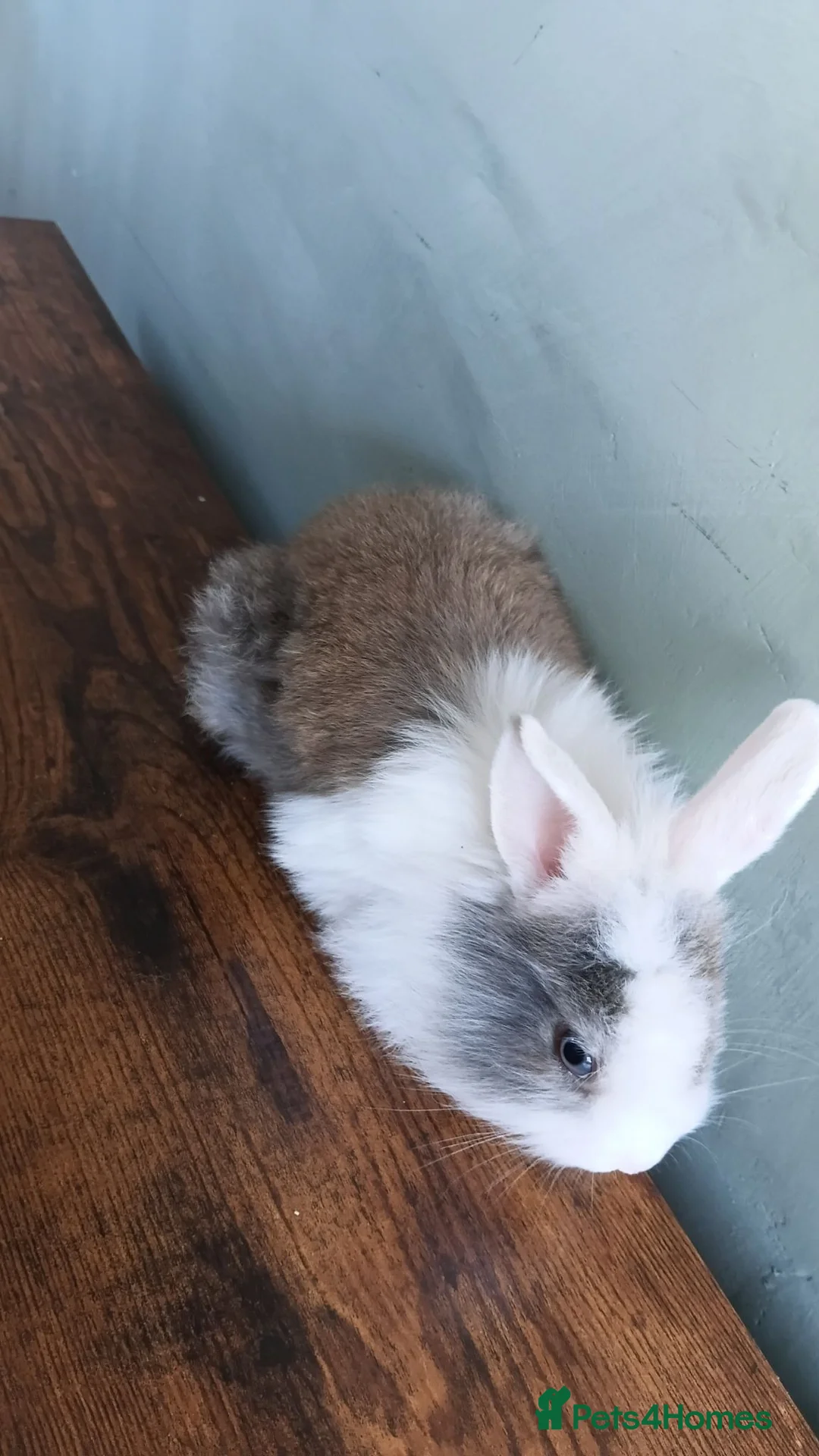 Lionhead rabbits for sale: Male baby rabbits  in Goole - Advert 2