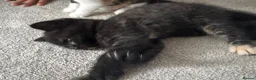 British Shorthair cats for sale: British short hair kittens  in Bolton - Advert 10