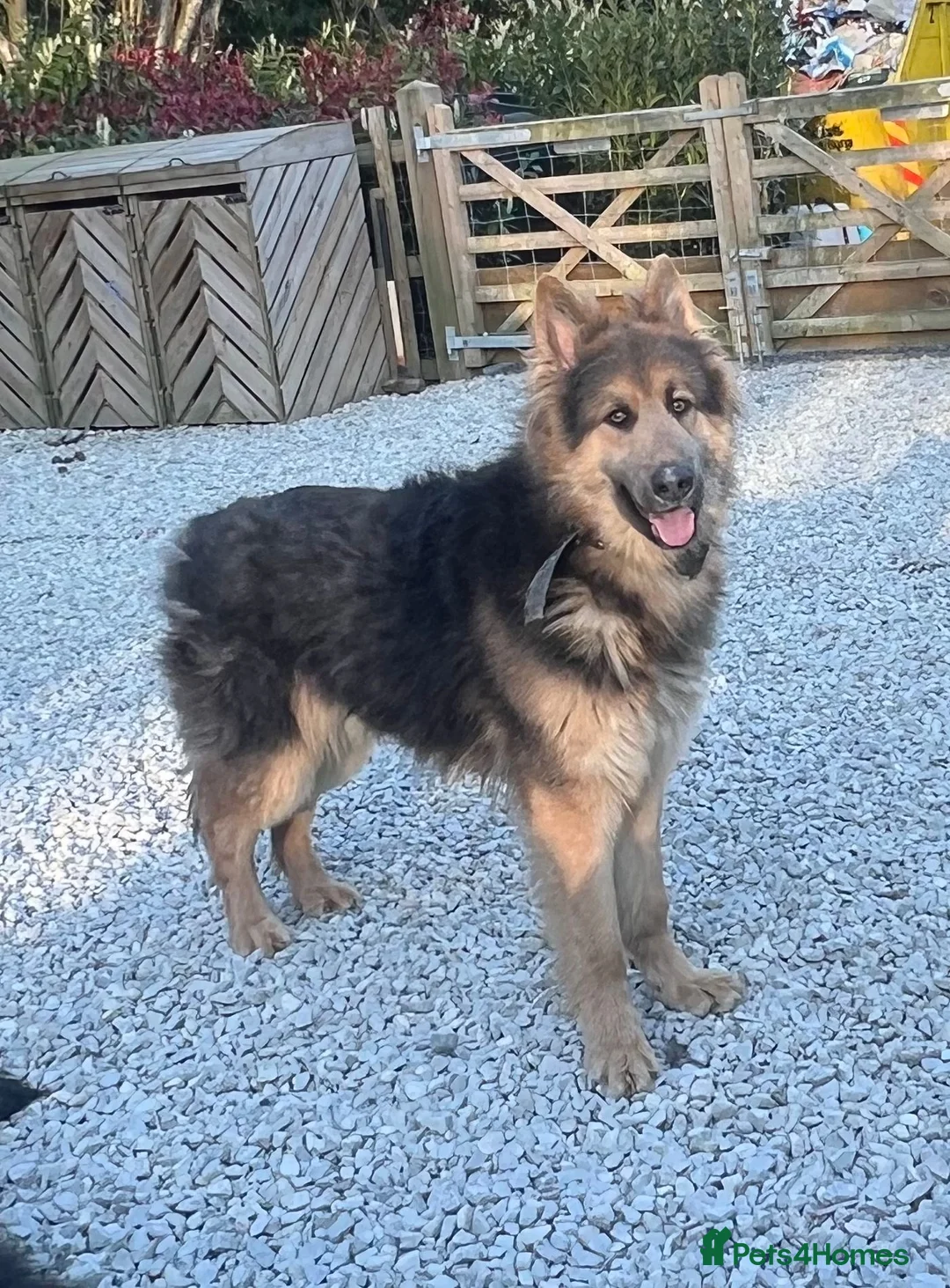German Shepherd dogs for stud: Blue and tan German shepherd for stud  - Advert 2