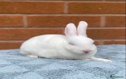 Rex rabbits for sale: Female & male mini rex rabbit kits VIENNA - Image 28