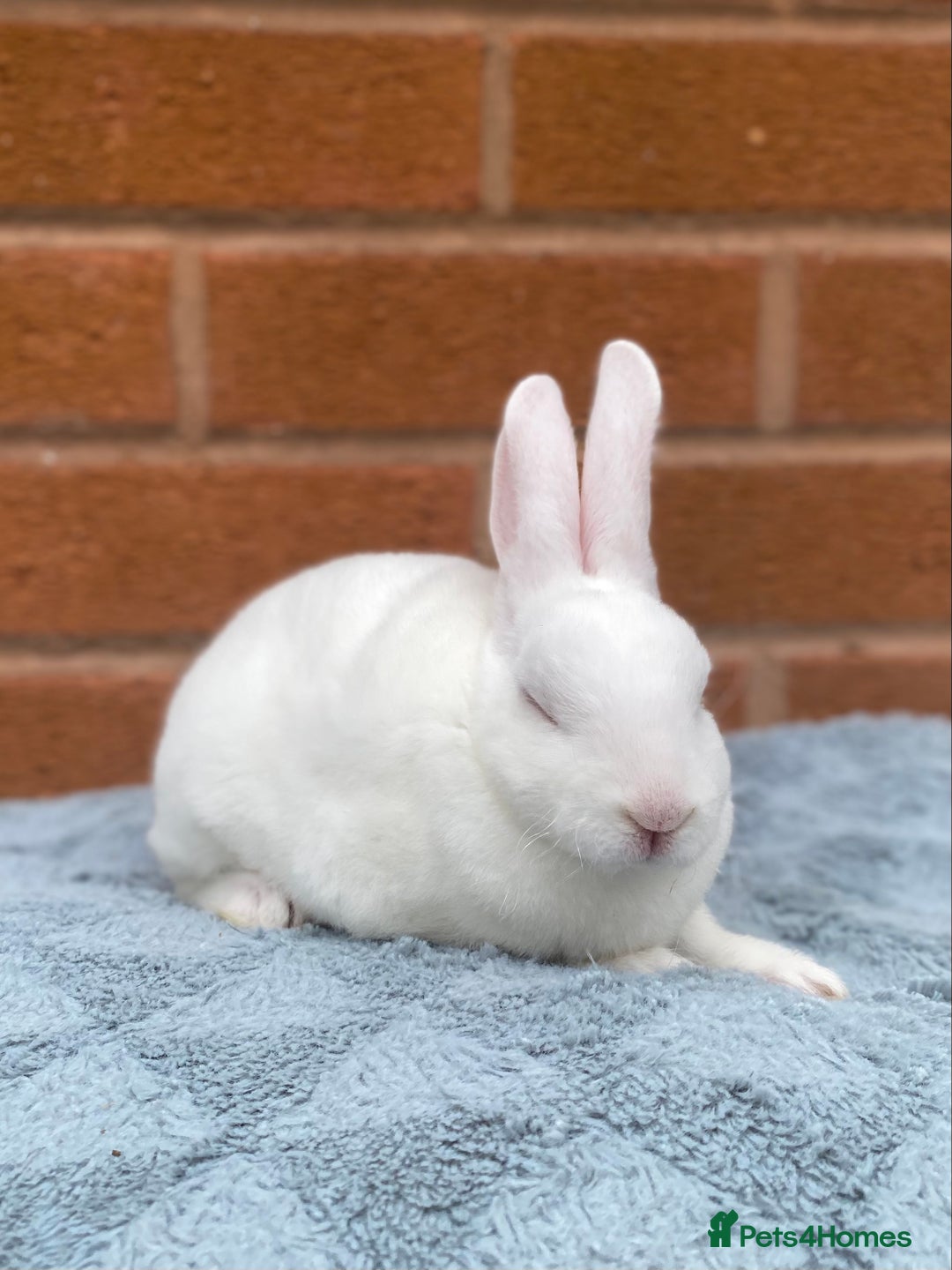 Rex rabbits for sale: Female & male mini rex rabbit kits VIENNA - Image 28