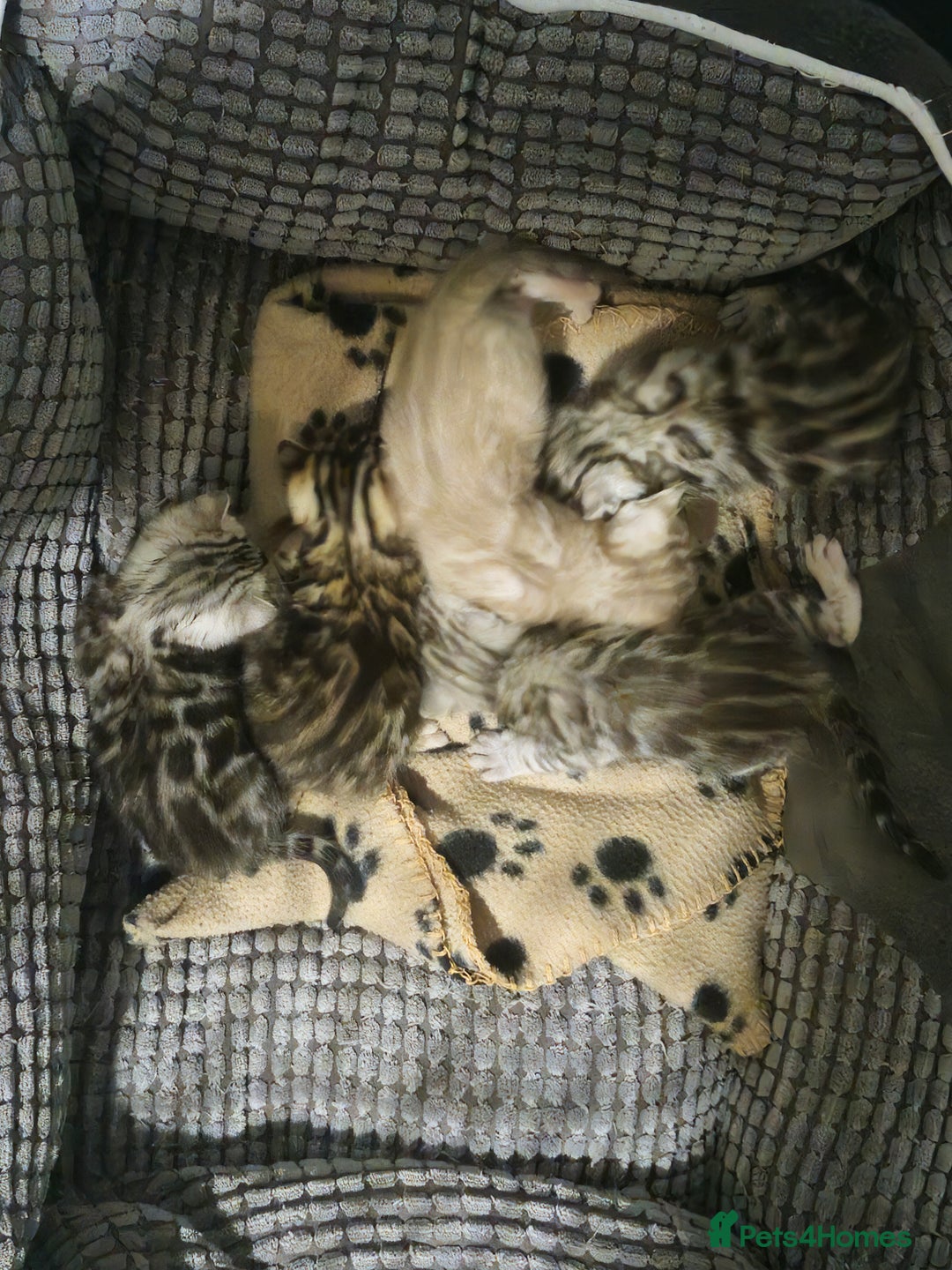 Bengal cats for sale: TICA Snow & Silver Health Tested Bengal Kittens - Advert 2