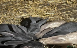 Continental Giant rabbits for sale: Continental giant babies  - Advert 1