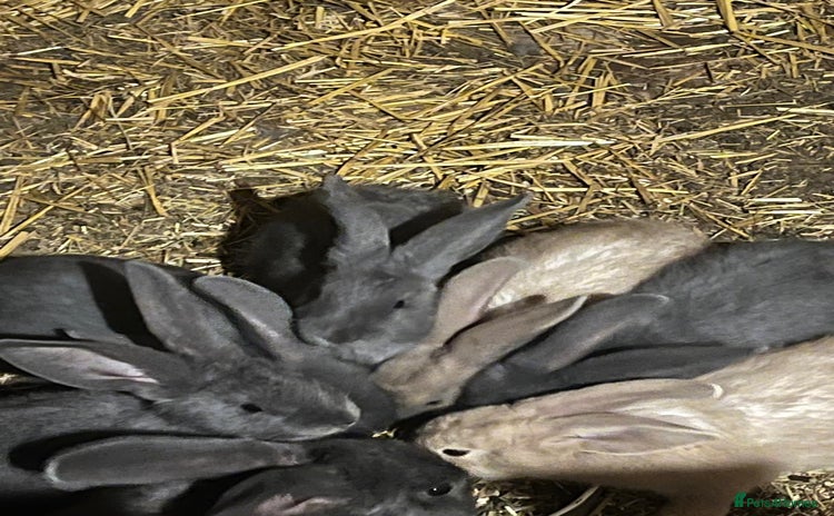 Continental Giant rabbits - Advert 5