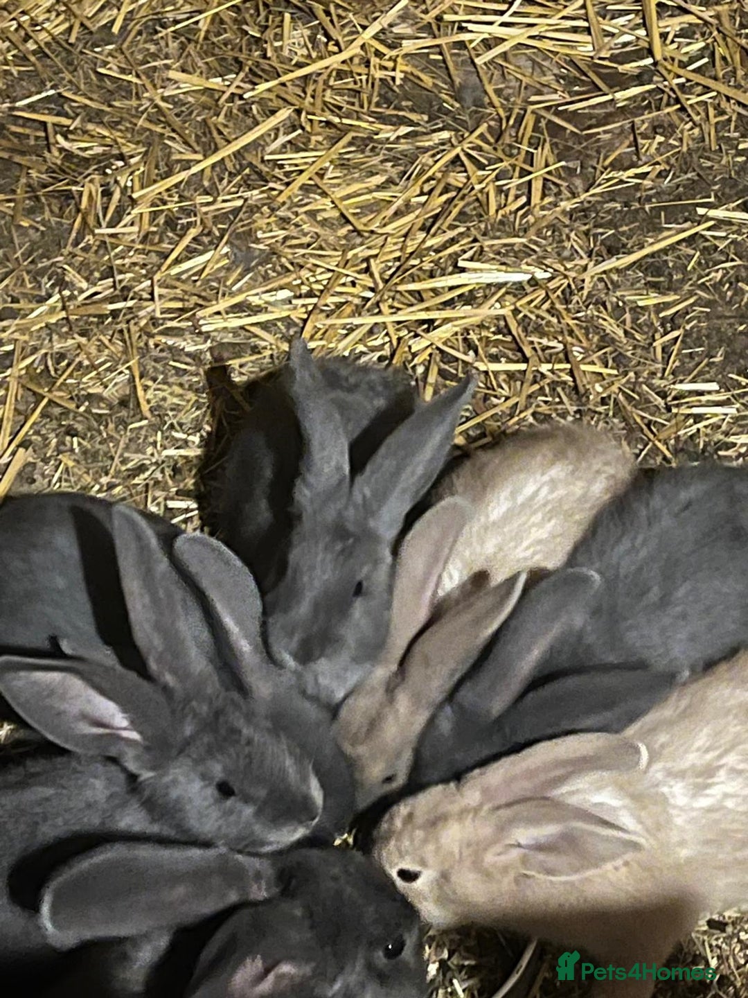 Continental Giant rabbits for sale: Continental giant babies  - Advert 1