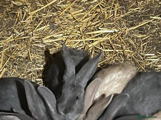 Continental Giant rabbits Continental giant babies - Advert 14