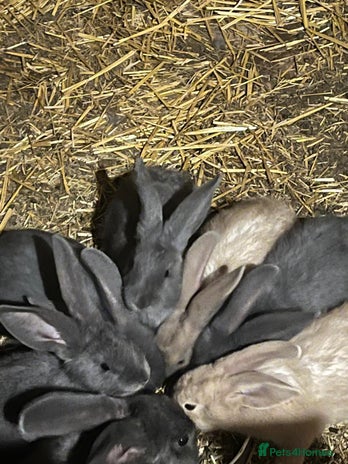 Continental Giant rabbits - Advert 5