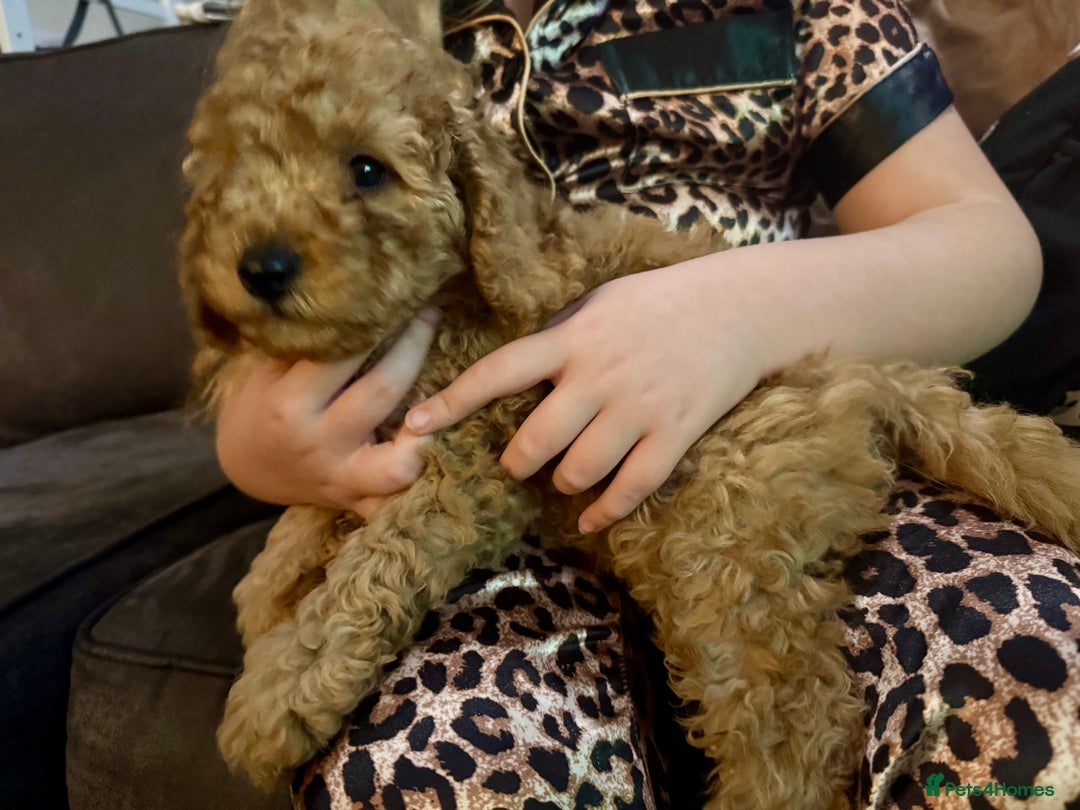 Cockapoo dogs for sale: Beautiful cockapoos  - Advert 10