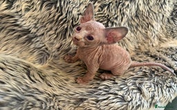 Sphynx cats for sale: 🖤 Sphynx Kittens for Sale – Ready August 🐾 - Image 16