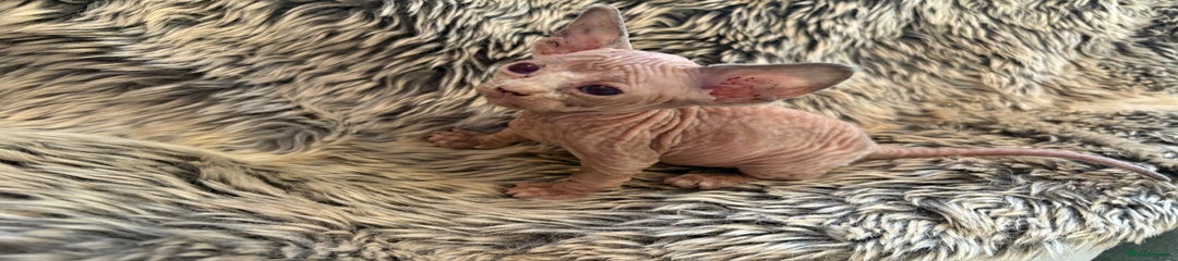 Dobby