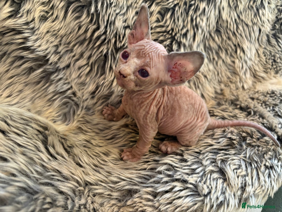 Sphynx cats for sale: 🖤 Sphynx Kittens for Sale – Ready August 🐾 - Image 16