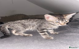 Ragdoll cats for sale: Silver ragdoll/Bengal  - Image 2