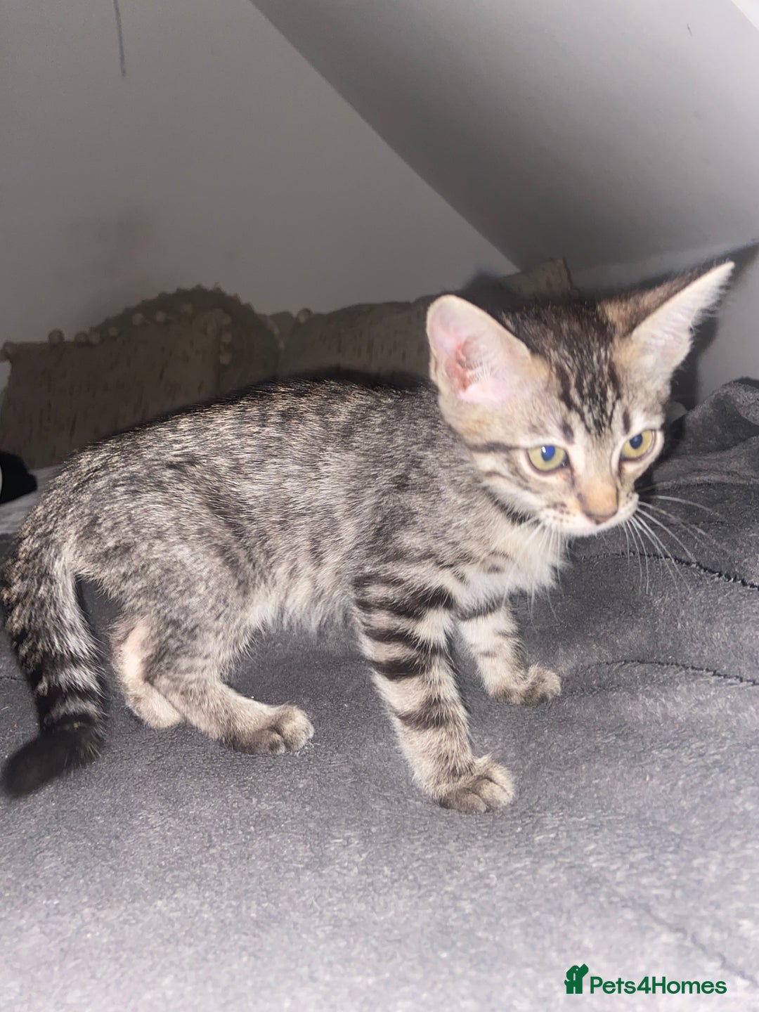 Ragdoll cats for sale: Silver ragdoll/Bengal  - Image 2