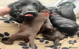 Sprocker dogs for sale: Sprocker Puppies - Image 7