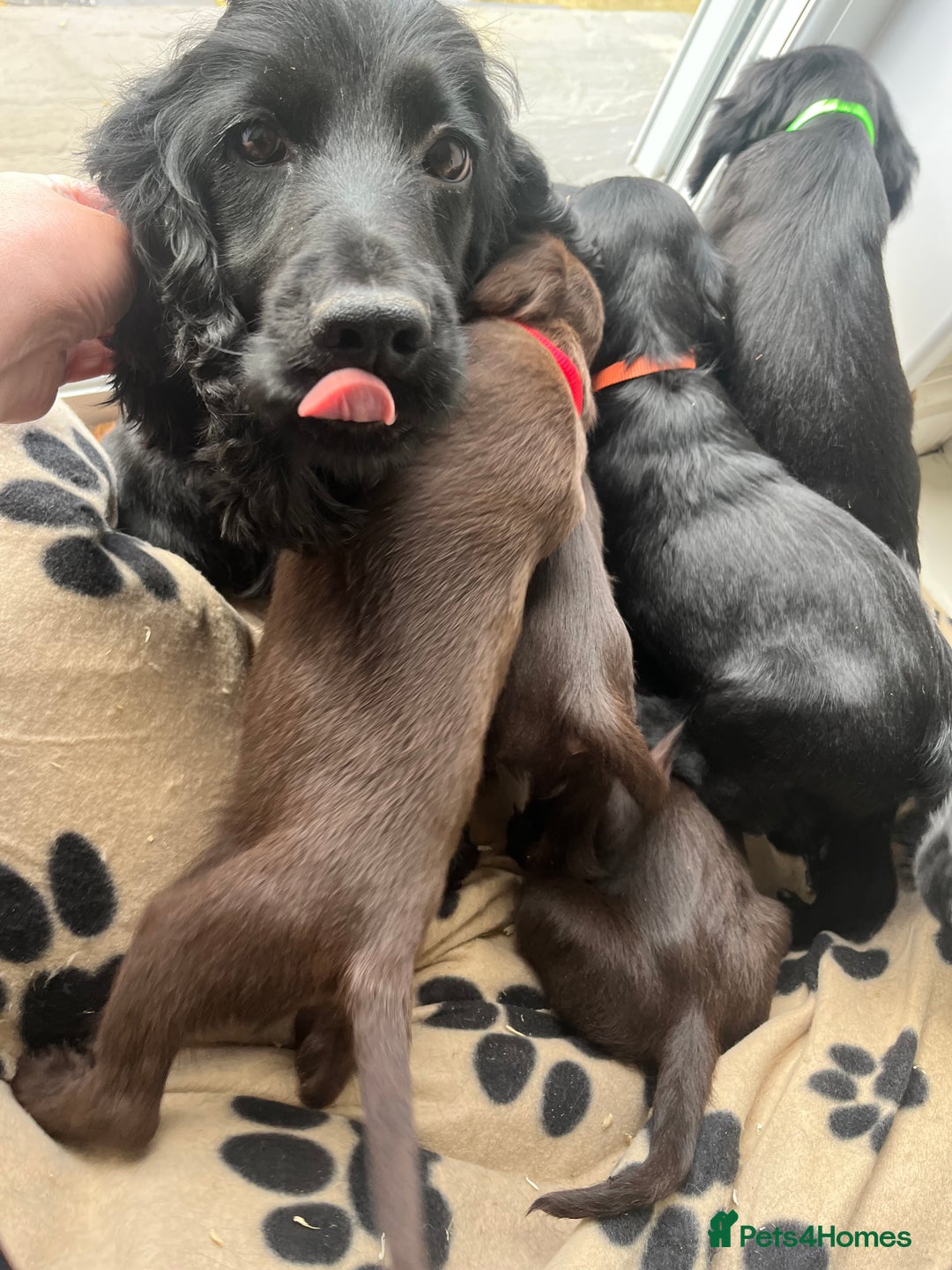 Sprocker dogs for sale: Sprocker Puppies - Image 7