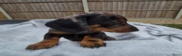 Miniature Dachshund dogs for sale: Gorgeous KC Registered, PRA Clear puppies  in Harlow - Advert 23