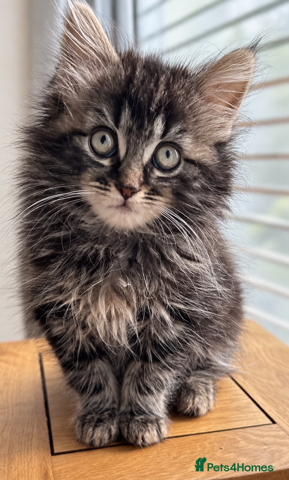 Mixed Breed cats Ragdollx Norwegian Forest Cat - Advert 2