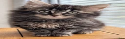 Mixed Breed cats for sale: Ragdollx Norwegian Forest Cat - Advert 10