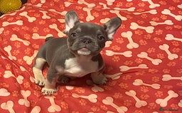 French Bulldog dogs for sale: 💕🐾 Stunning French bulldogs 🐾💕 - Advert 28