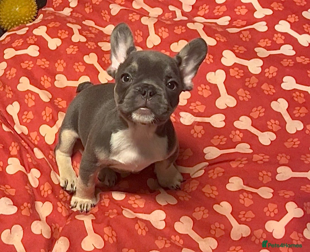 French Bulldog dogs for sale: 💕🐾 Stunning French bulldogs 🐾💕 - Advert 28