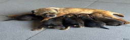 Border Terrier dogs for sale: KC Border Terrier puppies (SLEM Clear) - Advert 9