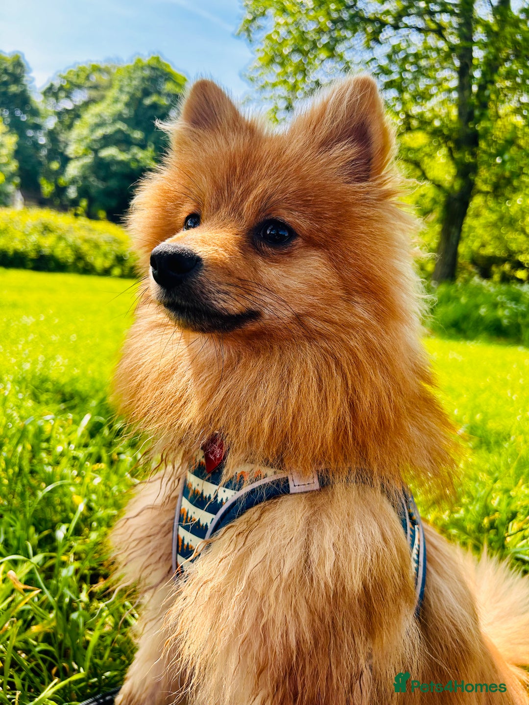 Mixed Breed dogs for sale: Pomeranian/ cocker spaniel cross  - Advert 2