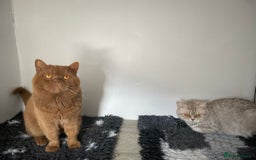 British Shorthair cats for sale: Amazing BSH kittens. READY TO GO!!! - Image 34