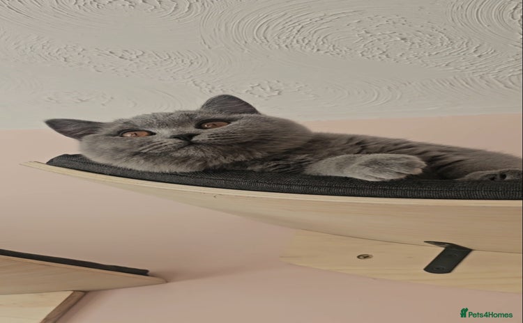 British Shorthair cats - Advert 6