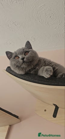 British Shorthair cats - Advert 4