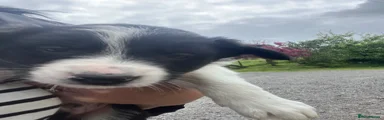 Border Collie Puppy 10