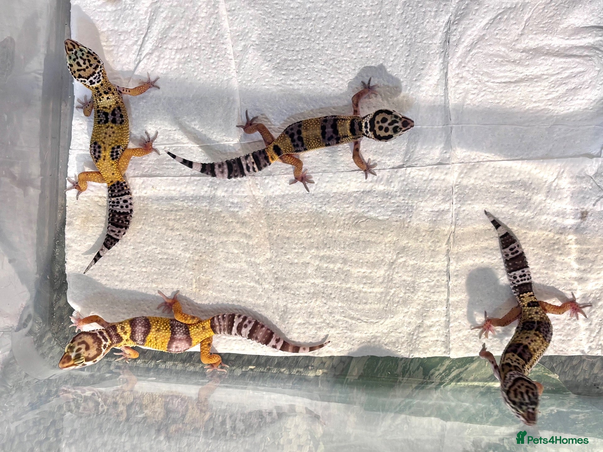 Leopard Gecko reptiles for sale: Baby leopard geckos! - Advert 1