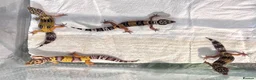 Leopard Gecko reptiles for sale: Baby leopard geckos! in Leighton Buzzard - Advert 1