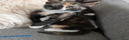 Mixed Breed cats for sale: Tortie kitten available  - Advert 3