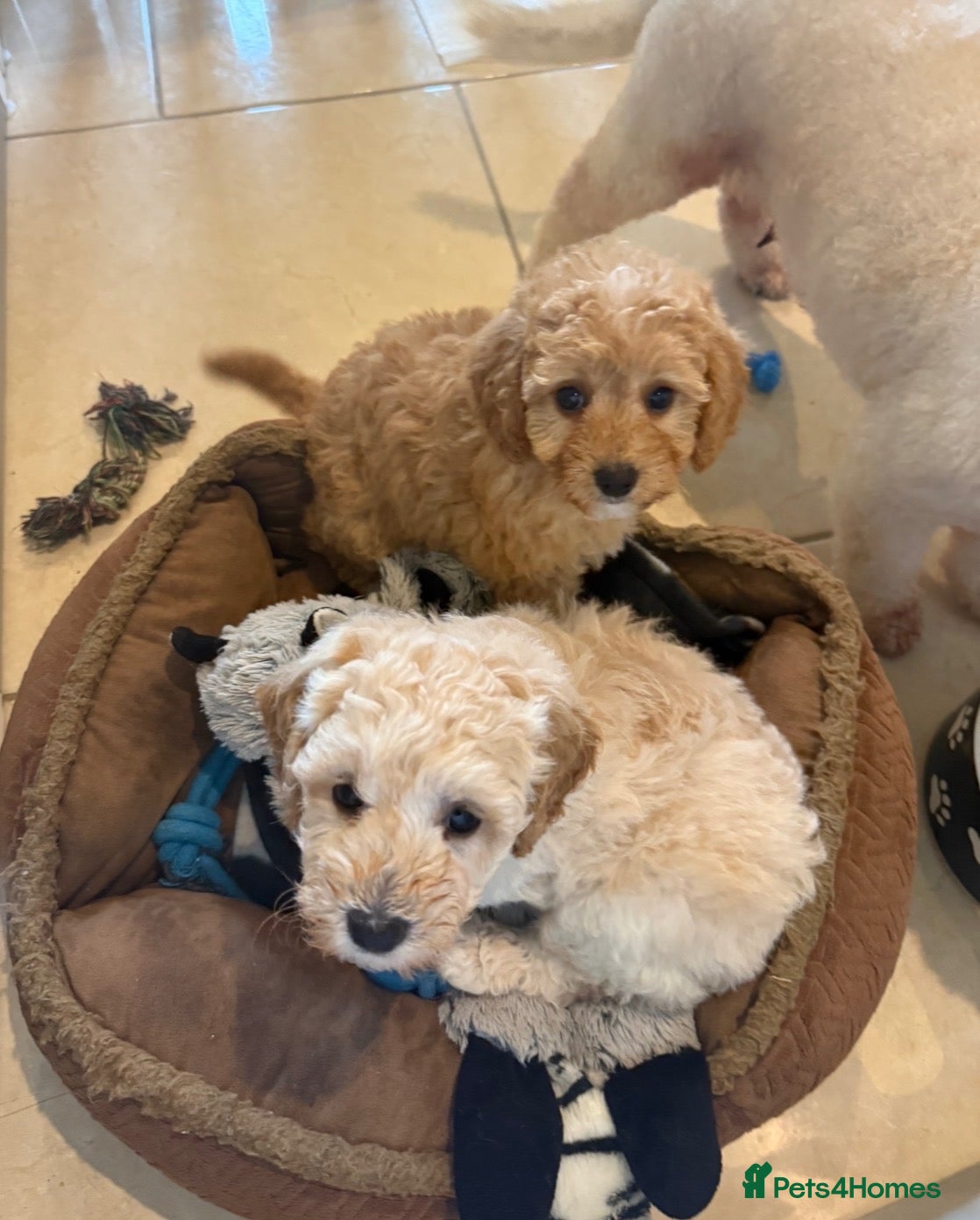 Cavapoochon dogs Toy Cavapoo-chon Puppies (TOY CAVAPOOCHON) - Advert 1