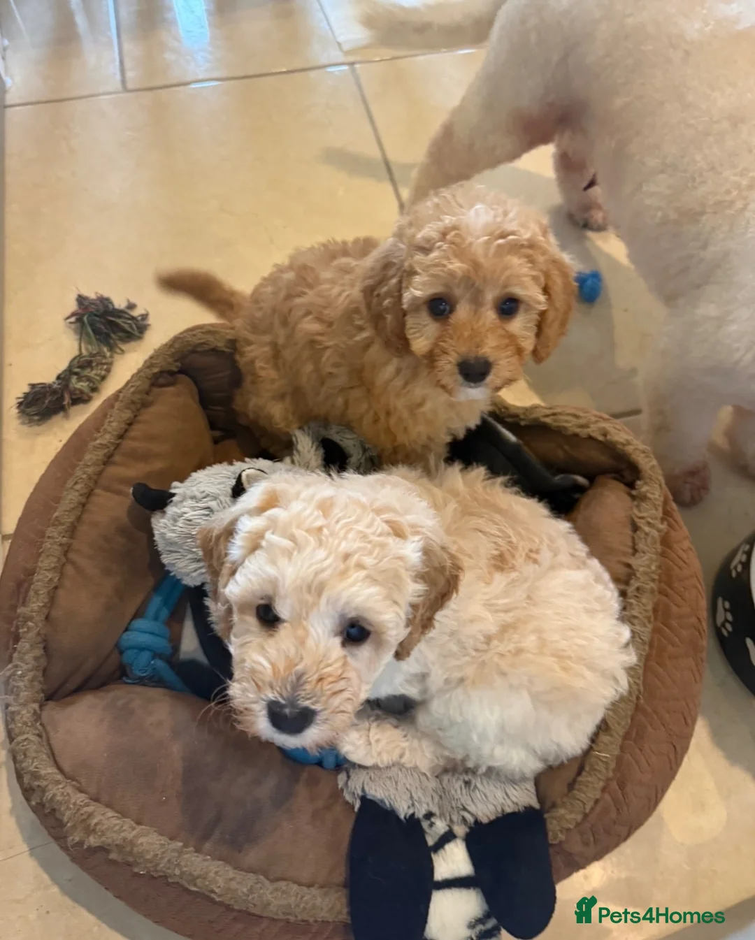 Cavapoochon dogs for sale: Toy Cavapoo-chon Puppies (TOY CAVAPOOCHON) - Advert 1