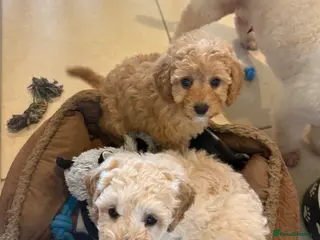 Cavapoochon dogs Toy Cavapoo-chon Puppies (TOY CAVAPOOCHON) - Advert 1