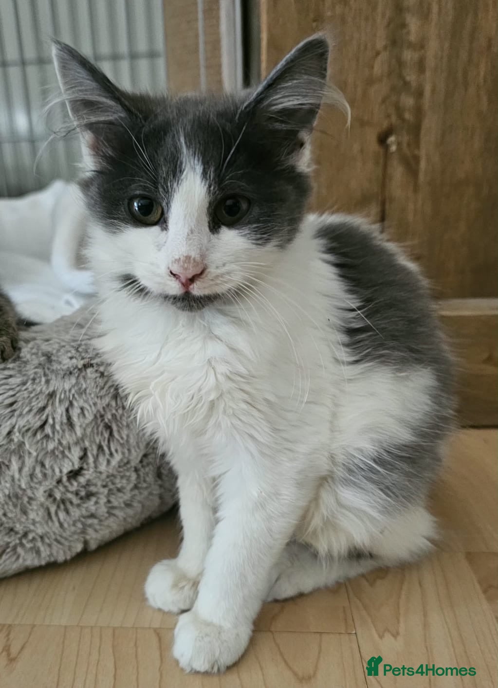 Mixed Breed cats Bonded Rescue Kittens Looking for a Forever Home - Advert 3