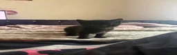 Domestic Shorthair cats for sale: 6 Curious Loving Domestic Shorthair Kittens - Advert 2