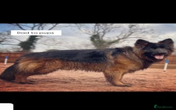 German Shepherd dogs for sale: BIG BONDED, LONG HAIRED GSD PUPPYS  - Image 6