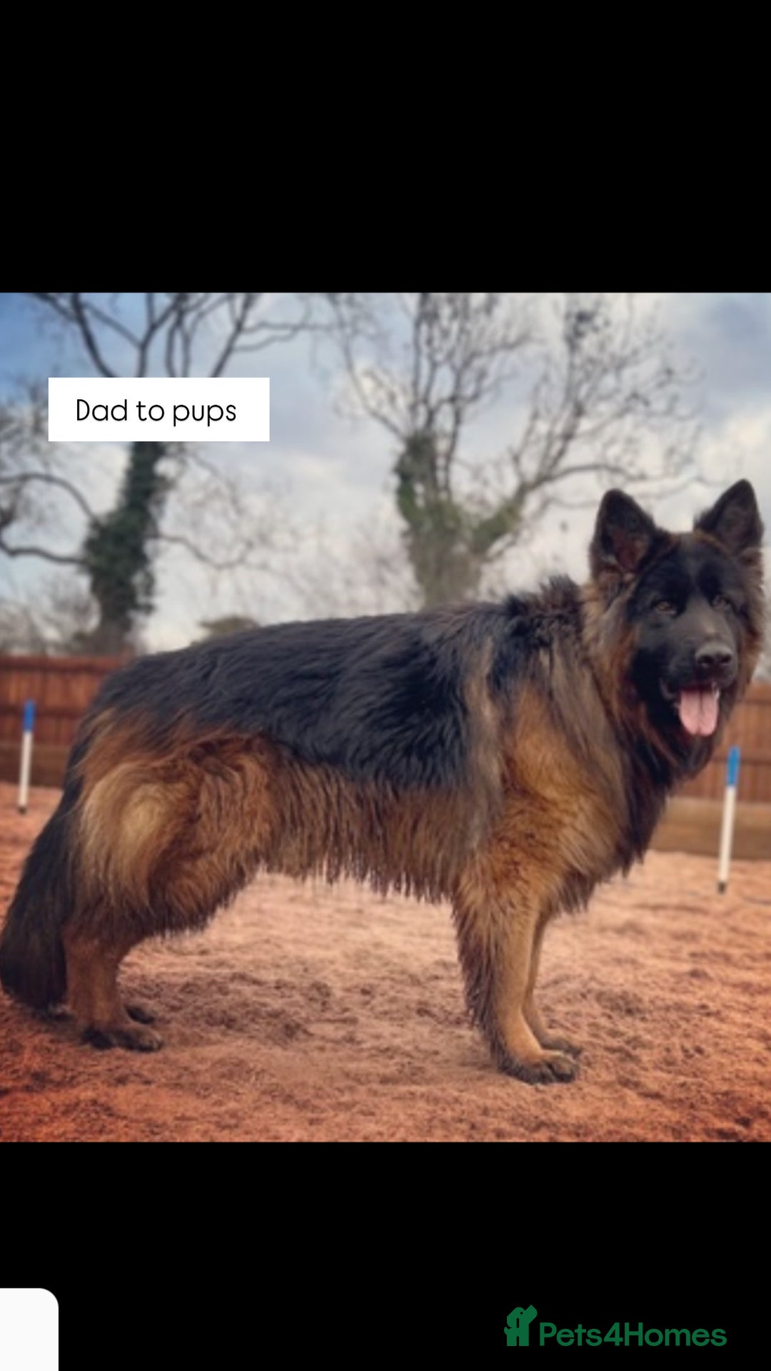 German Shepherd dogs for sale: BIG BONDED, LONG HAIRED GSD PUPPYS  - Image 6